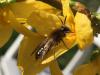 Andrena sp.